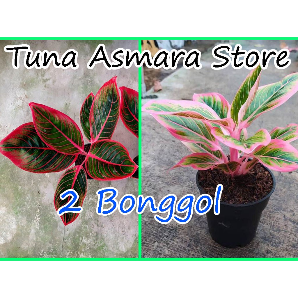 Featured image of post Bonggol Aglonema Lotus Cara merawat aglonema suksom jaipong