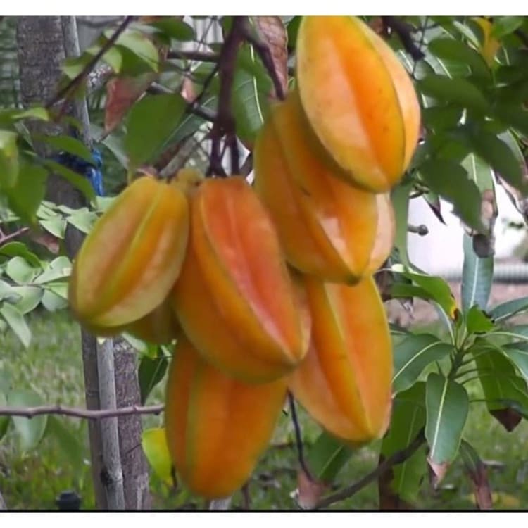 Bibit Belimbing Bangkok Merah