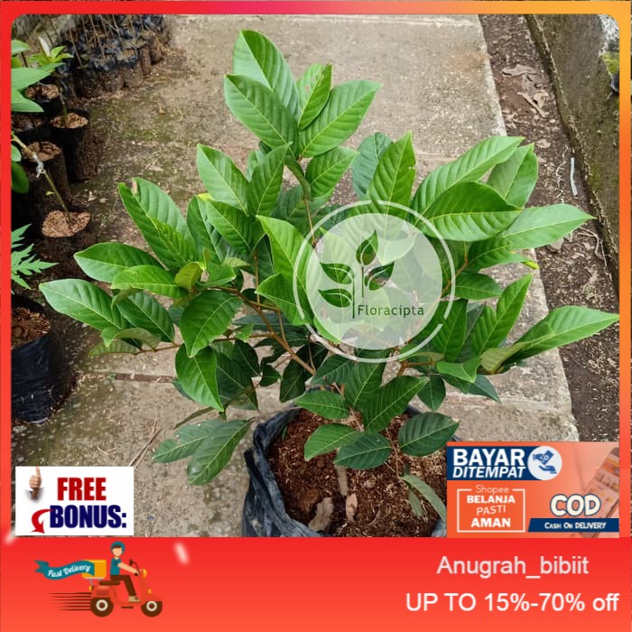 Bibit pohon buah rambutan rapiah/ropiah