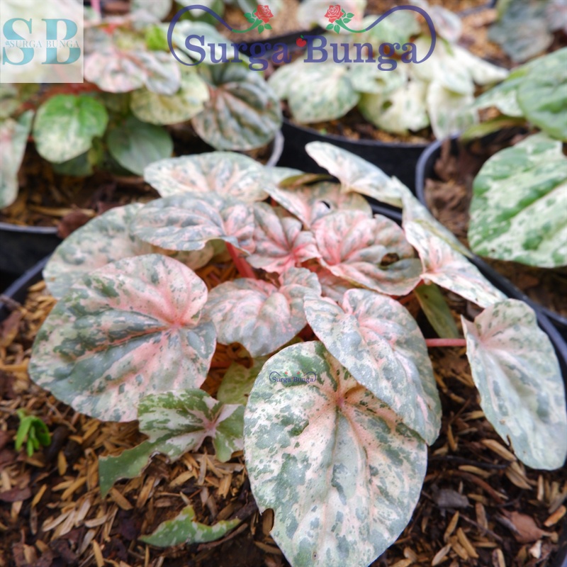 Tanaman Hias Paperomia Pink Lady  (Peperomia caperata ‘Pink Lady) - Peperomia Varigata