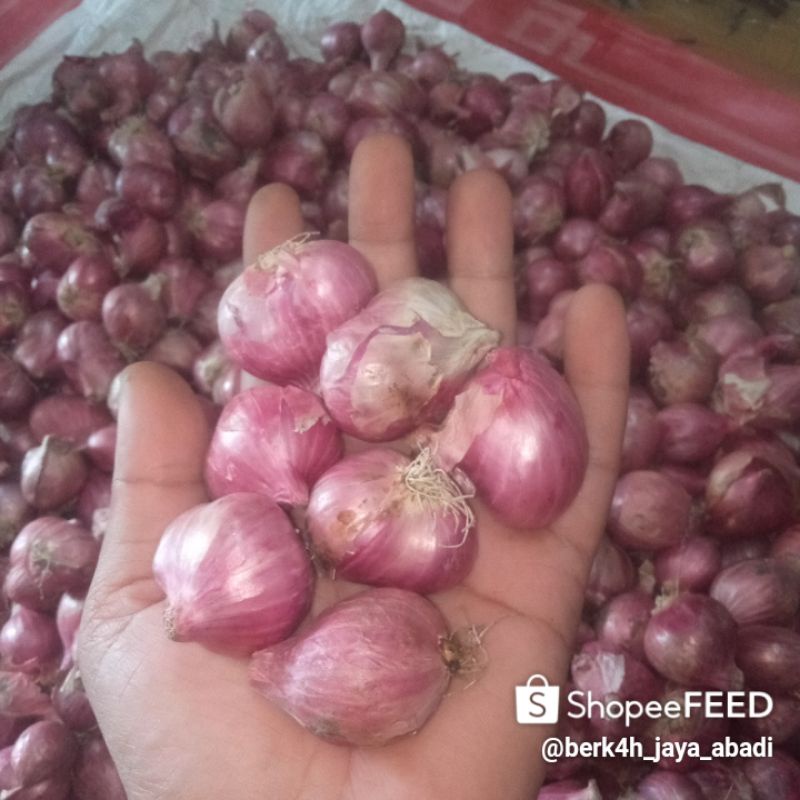 

bawang merah besar