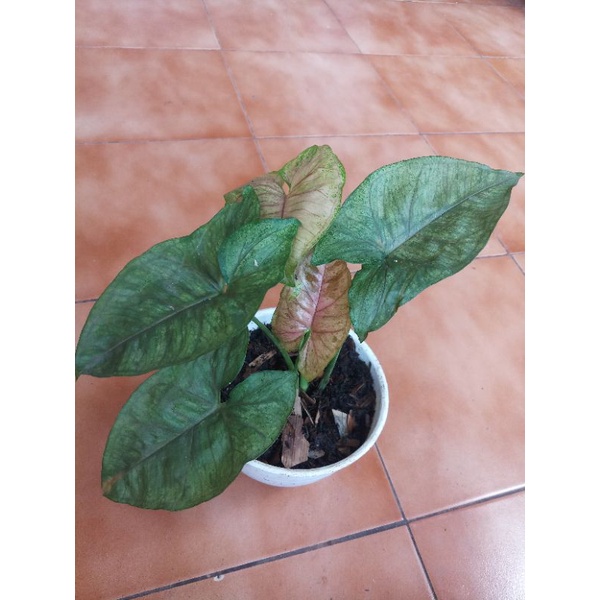 Syngonium Maria Allusion - Tanaman Hias - Tanaman Indoor