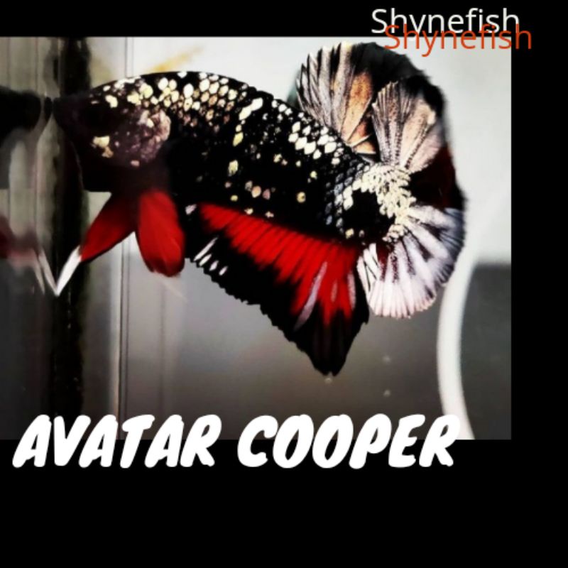 Ikan Cupang Avatar Cooper