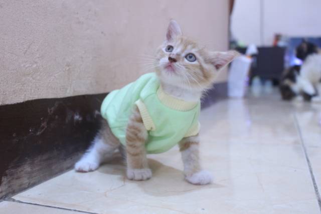 Kaos hijau polos simple untuk kucing dan anjing / baju kucing kaos size S M L XL