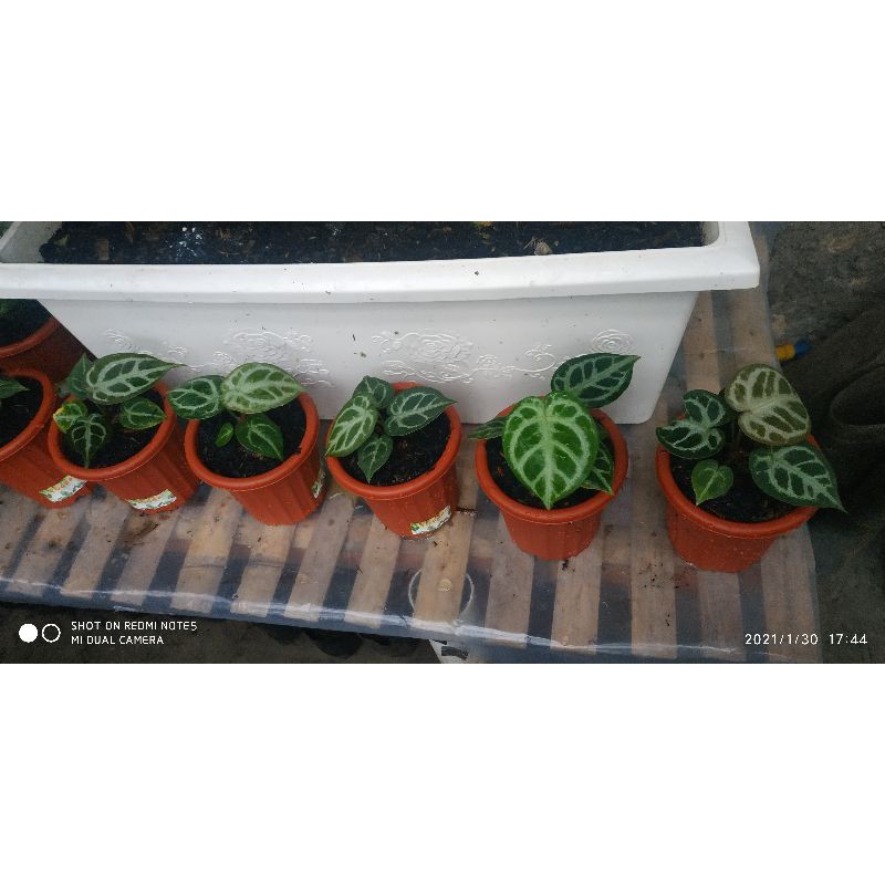 Anthurium mangkos silver / dorayaki x chrystalinum