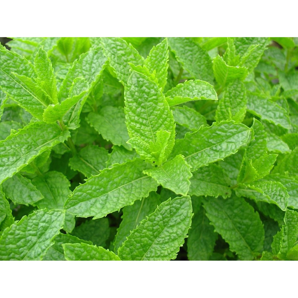 Benih-Bibit Herb Spearmint (Haira Seed)