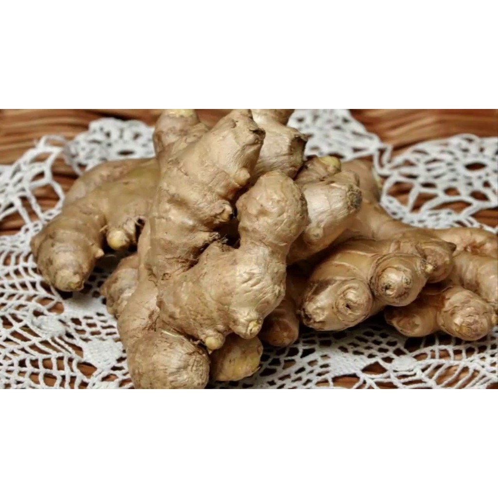

Jahe Herbal Organik /Jahe Segar Fresh /Jahe Berkualitas 500g