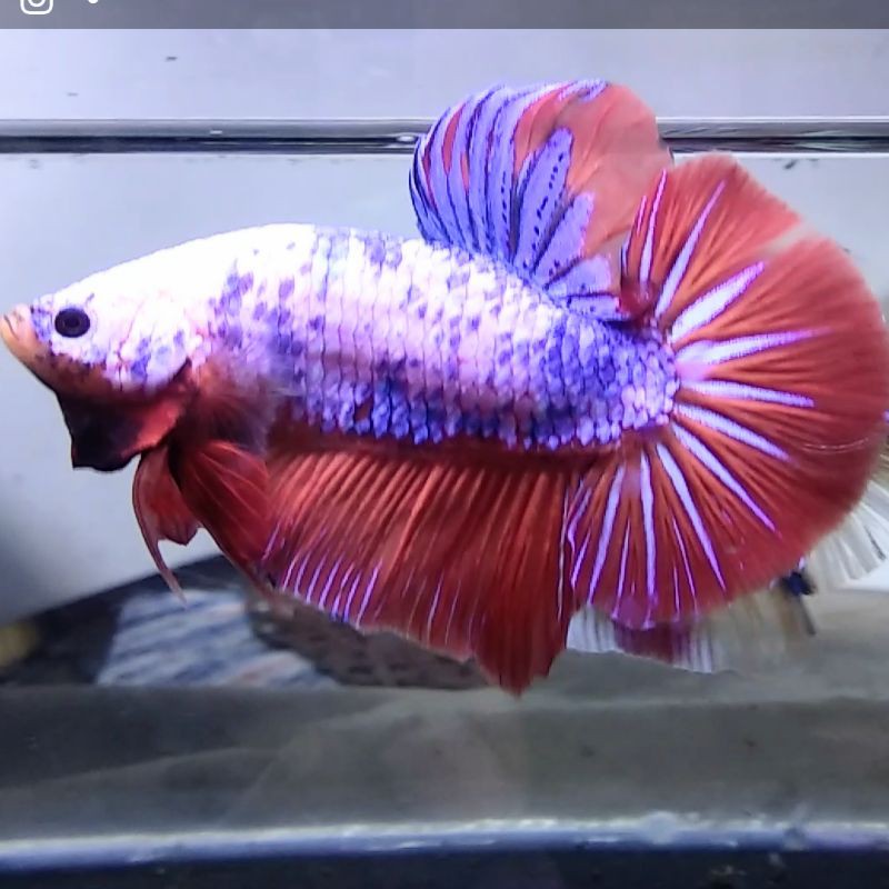 Ikan Cupang Giant Nemo Multicolor