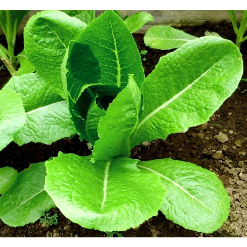 

Selada Coz Romaine Organik