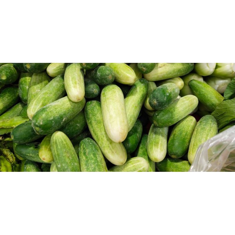 

TIMUN ACAR SEGAR