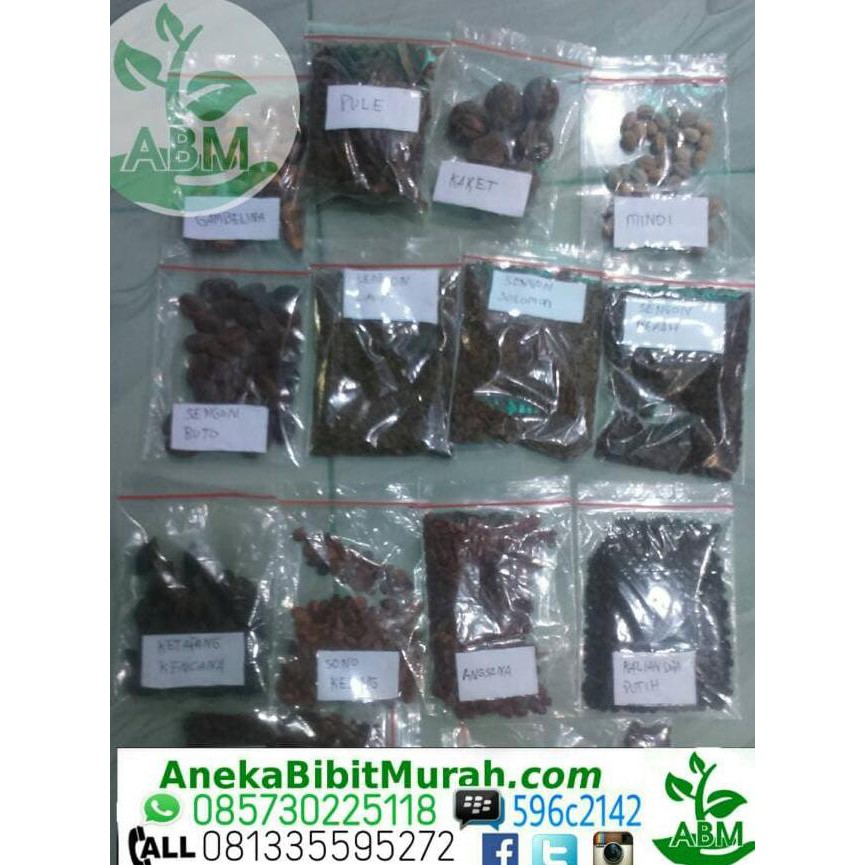 Bibit Unggul Biji Sengon Solomon Kemasan 1 Ons ...,,