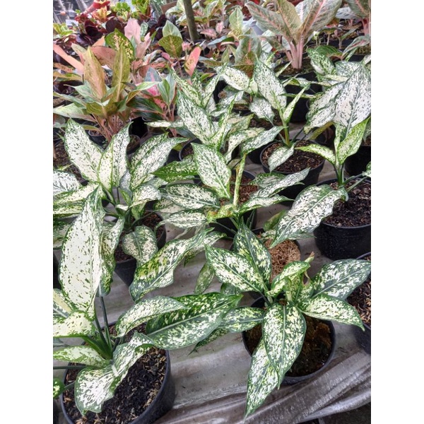 bunga aglonema snow white