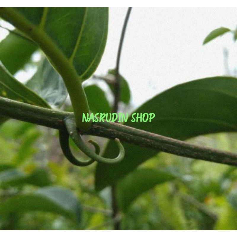 

DAUN CAKAR ELANG 1KG SEGAR PO | DAUN KAIT KAIT LANGSUNG PETIK | FAMILI KAYU BAJAKAH