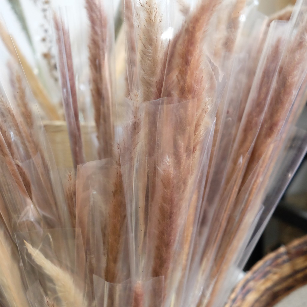 Bunga Kering Pampas Shopee Indonesia Bunga Kering Pampas Shopee Indonesia
