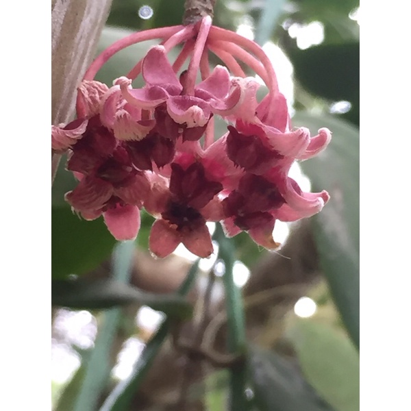 Hoya sulawesiana