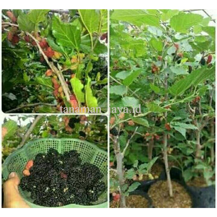 bibit buah murbei jumbo