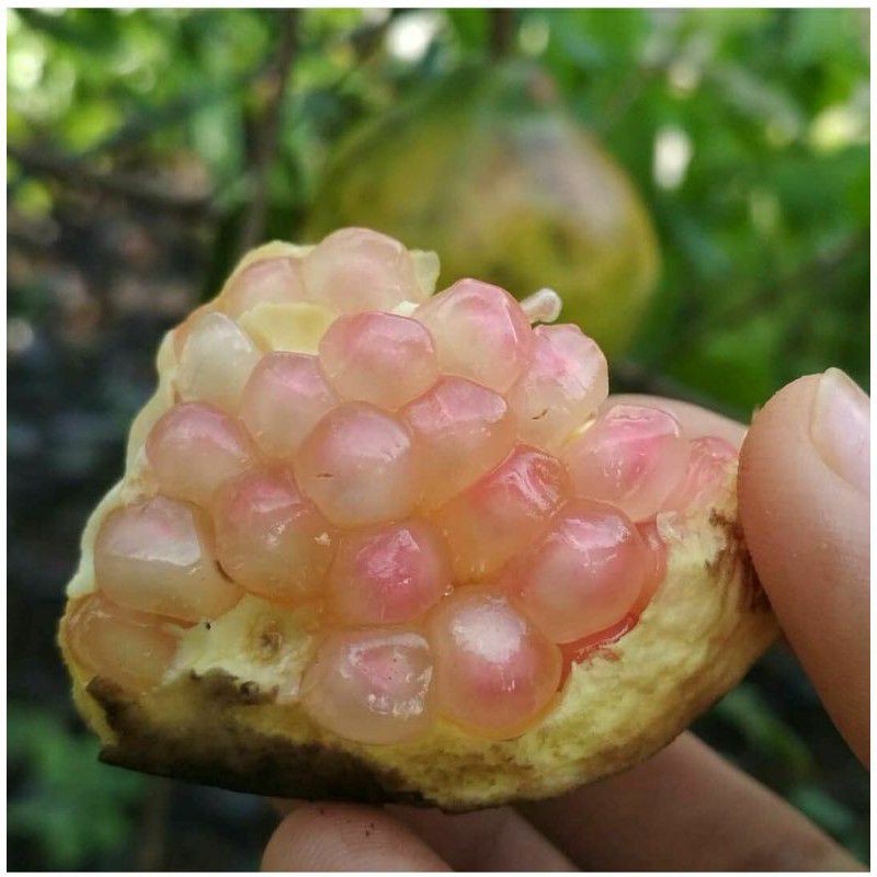 Bibit Tanaman Buah Delima Putih-Bibit Hasil Cangkok-Bibit Delima Putih