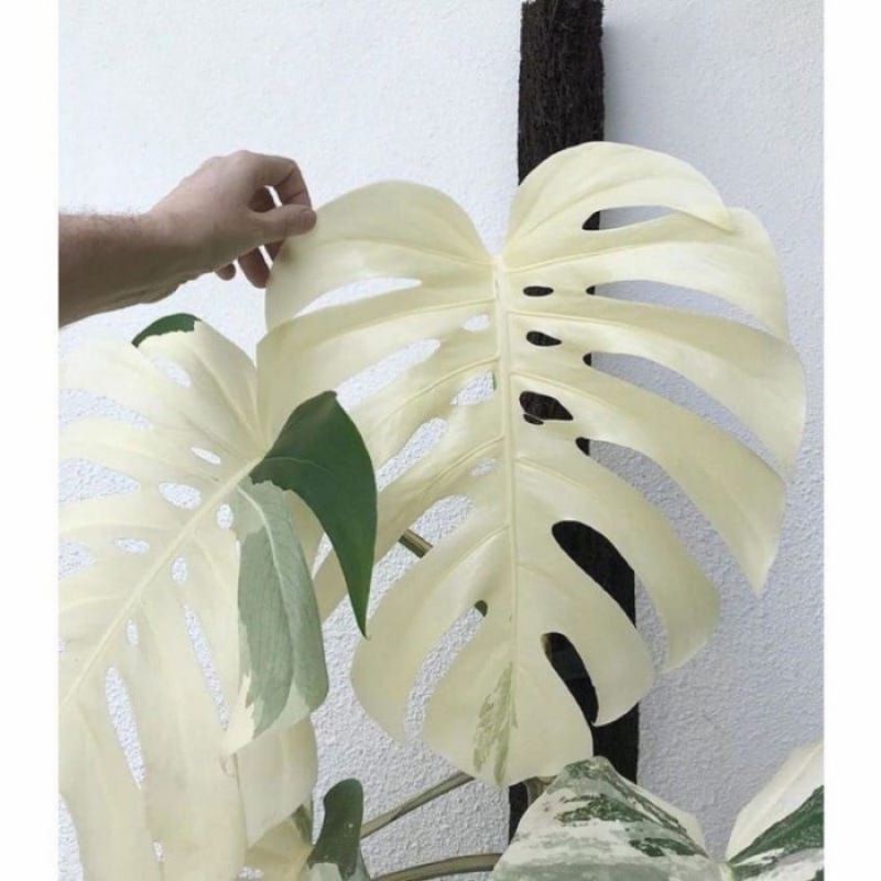 Promo Bonggol Monstera Varigata Asli Original 100%