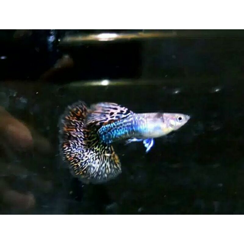 ikan hias Guppy red dragon