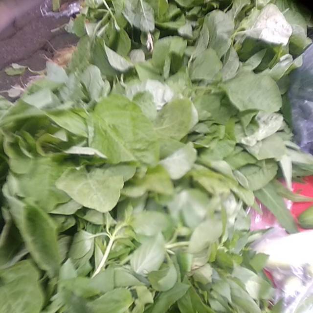 

Bayam 6 ikat