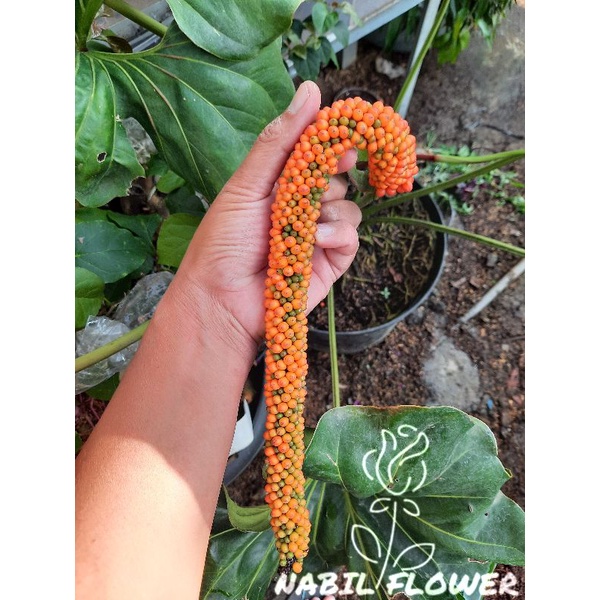 Tanaman Hias Bibit/Benih Anthurium Brownii/Corong isi 10 Benih