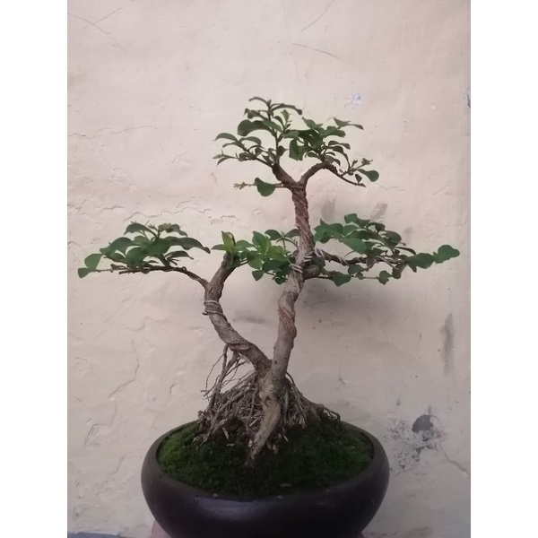 tanaman hias bonsai mame sakura lokal real pict + pot siap pajang