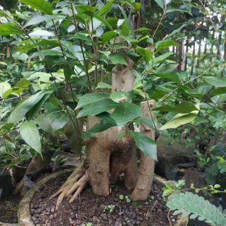 Bonsai Ampelas Shopee Indonesia