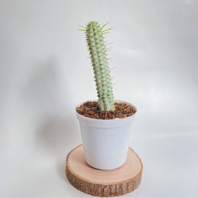 EUPHORBIA MAMMILARIS VARIEGATA