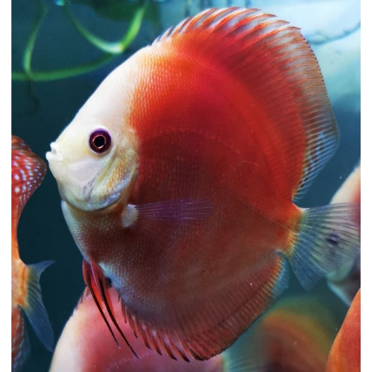 Ikan hias Discus Red Melon RM ukuran 4 inch an, ikan asli seperti foto