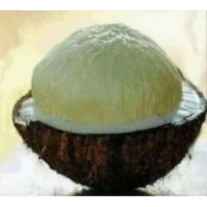 

kentos kelapa fresh