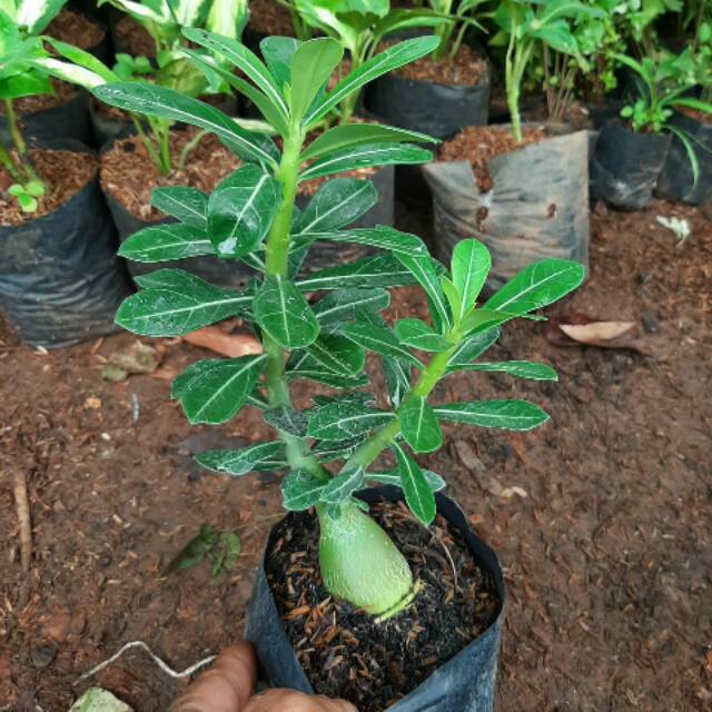 BAHAN BONSAI ADENIUM-tanaman bahan bonsai adenium kamboja jepang
