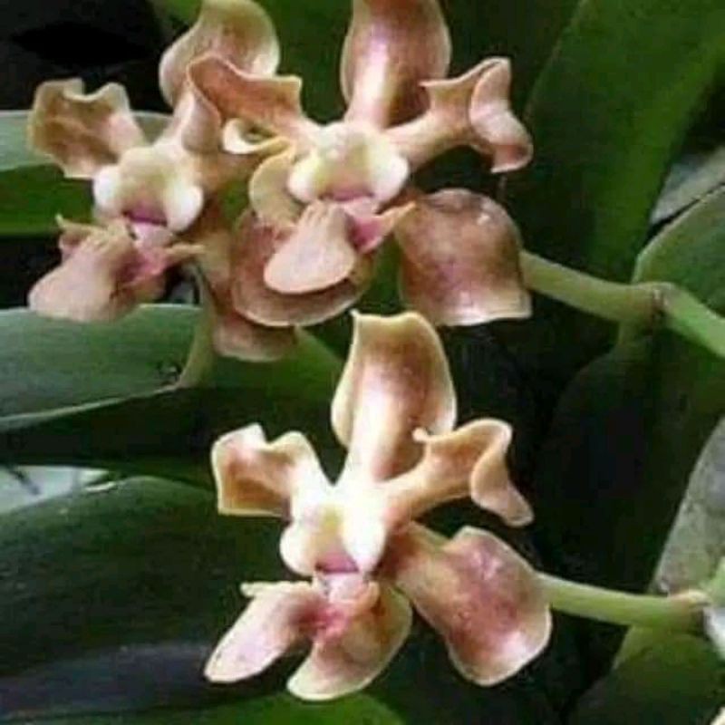 anggrek vanda helvola pradewasa
