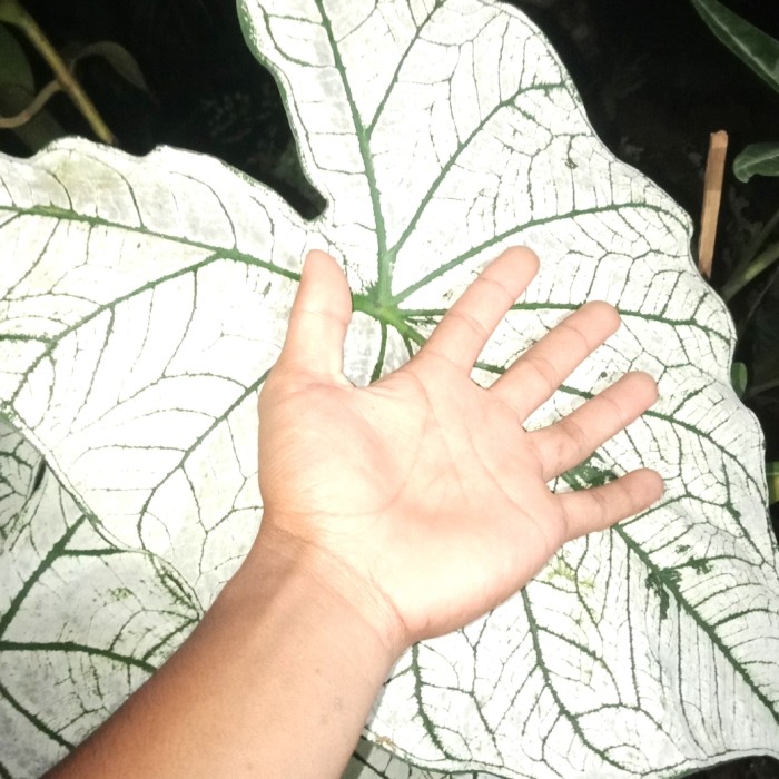 tanaman hias tanaman hias keladi putih ukuran besar 3 daun langka/murah/asli