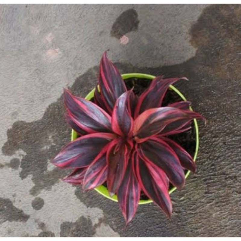 

Andong Merah 100 gram bubuk