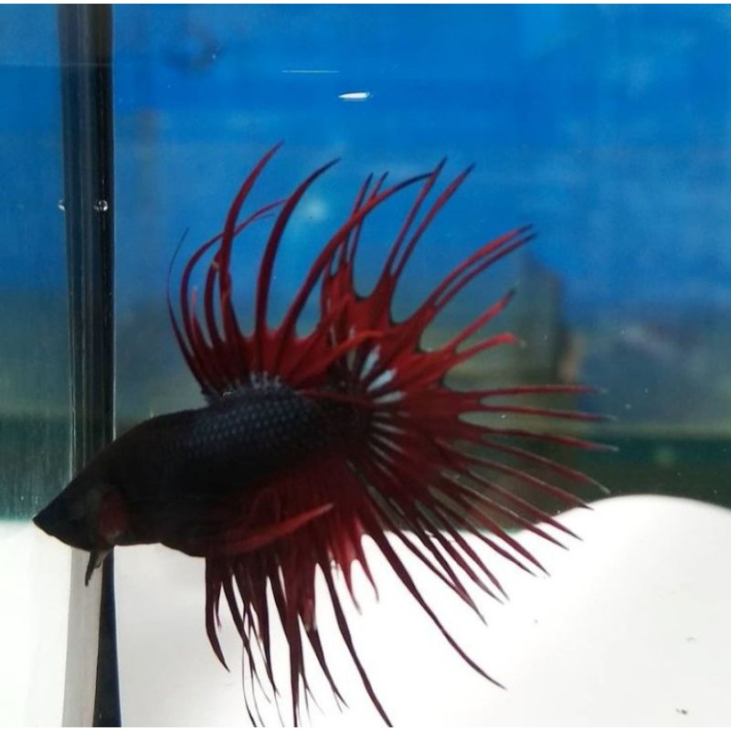 Ikan cupang crowntail/serit (male)