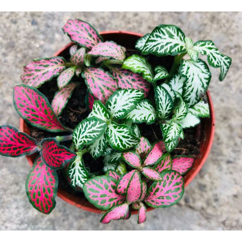fittonia mix import