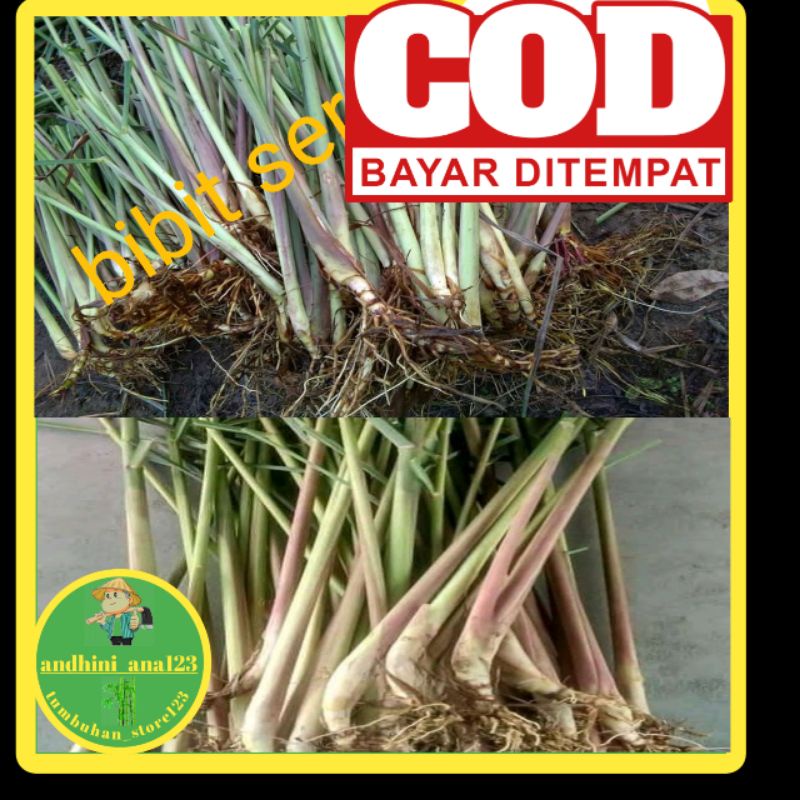 Bibit serai bumbu dapur ‐bibit serai segar-bibit serai kwalitas super/andhini_ana123