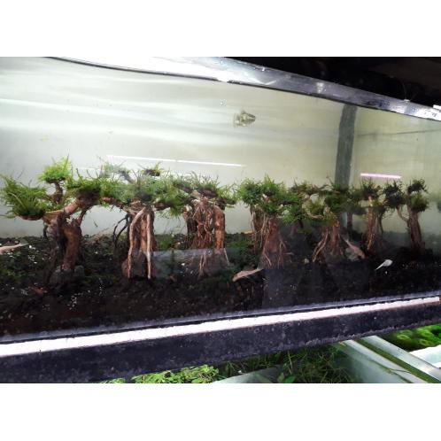 Pohon bonsai aquascape