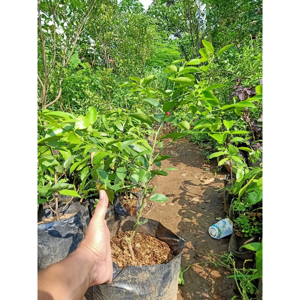Paket 2 Pohon Jeruk Nipis - Daun Jeruk Nipis