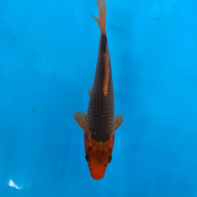 Koi Ikan Koi Import Akamatsuba Marusei / Otsuka Boldehshop