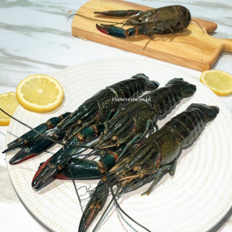 

Lobster Air Tawar Konsumsi Kualitas Tinggi 1 kg