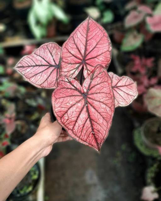 Caladium Pink Pillow Keladi Hias Pink Pillow Keladi Pink Pillow Shopee Indonesia