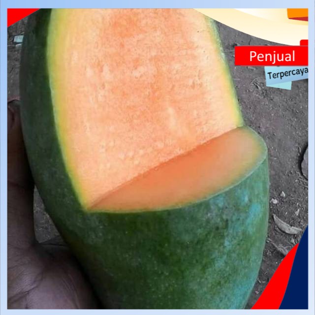 

/COD/ Mangga harumanis Ktn