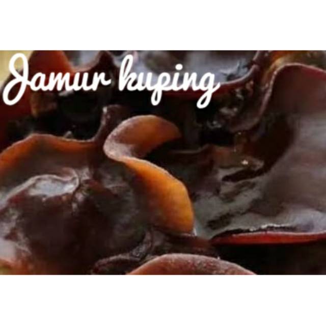 

Jamur Kuping 500 gr