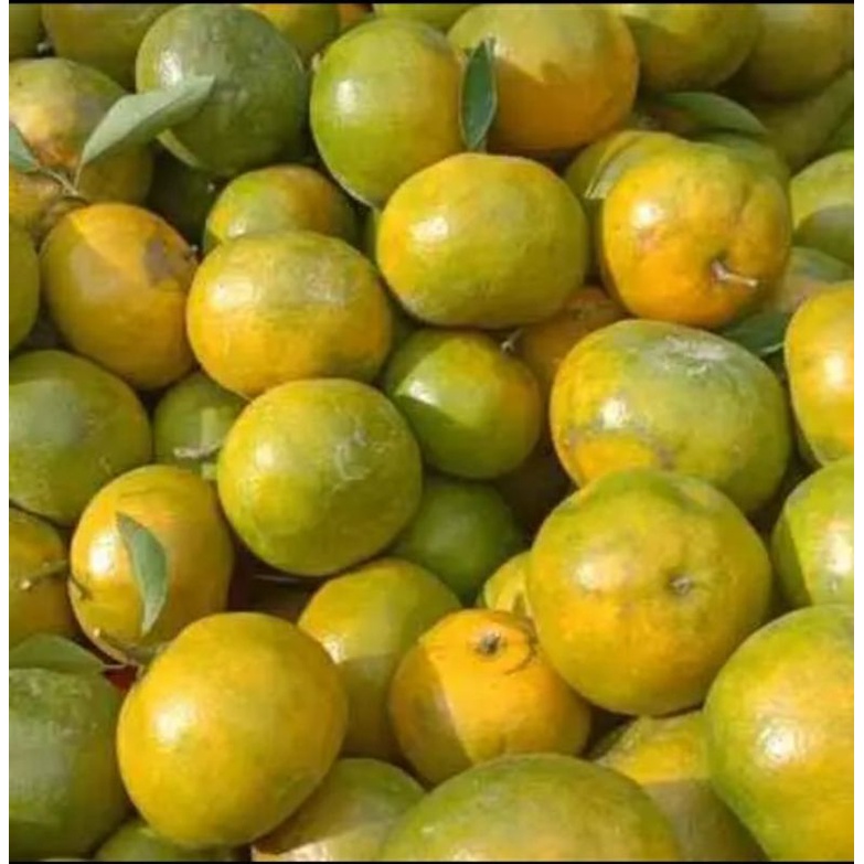 

jeruk Siem madu 1 kg