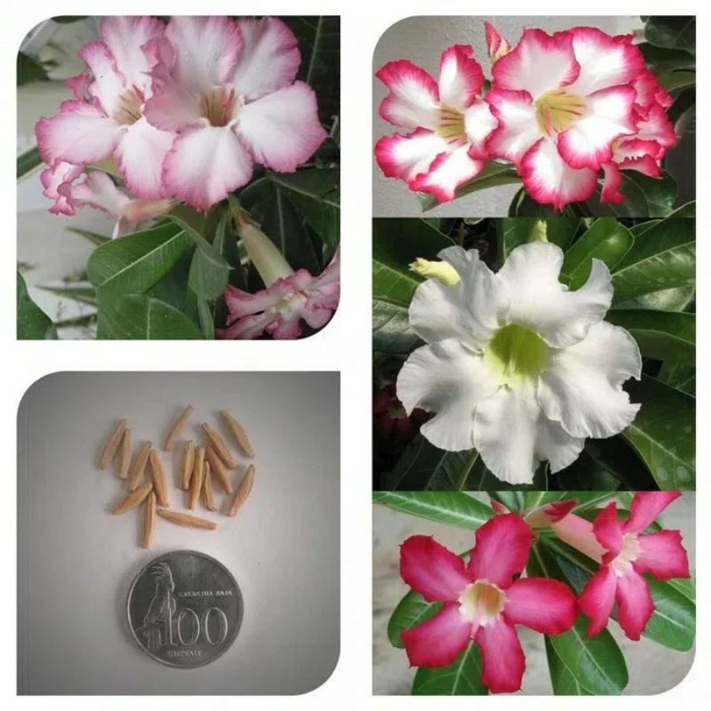 promo 80 biji adenium mix super cantik