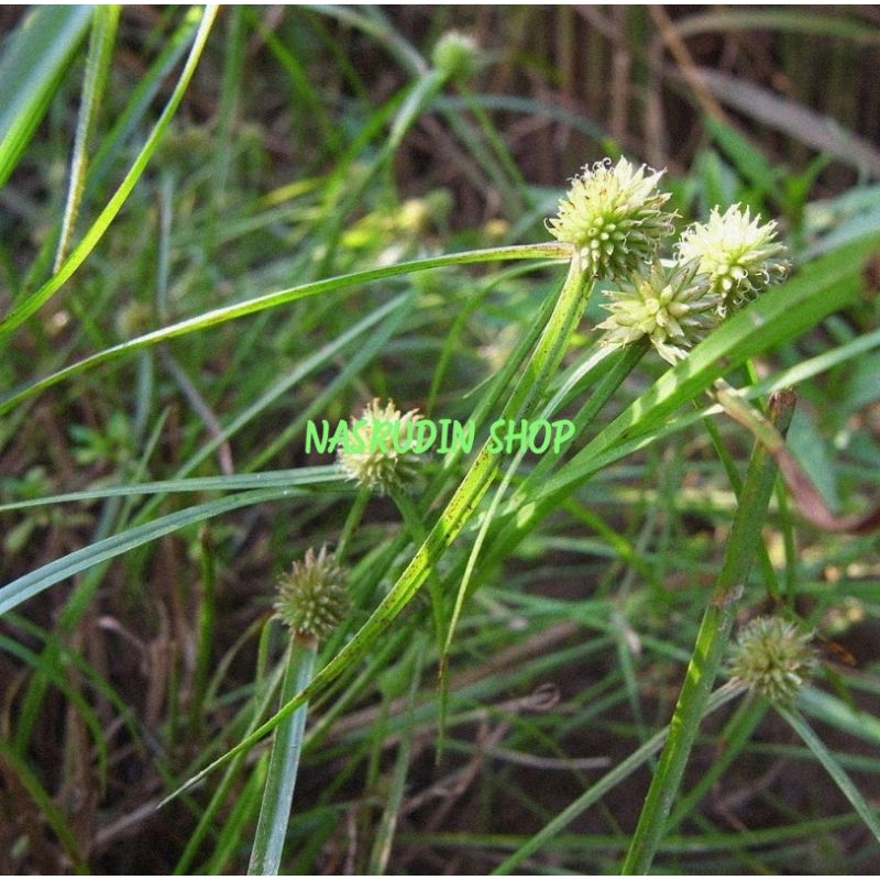 

DAUN RUMPUT PENDUL SEGAR UTUH / KYLLINGA BREVIFOLIA / JUKUT PENDUL LANGSUNG PETIK / BUKAN RUMPUT TEKI / TANAMAN HERBAL / OBAT HERBAL / OBAT TRADISIONAL / PROMO / TERLARIS / TERMURAH / DISKON / HEMAT / GRATIS / RUPIAH / UNTUNG