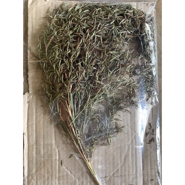 

bunga Sereh serai wangi
