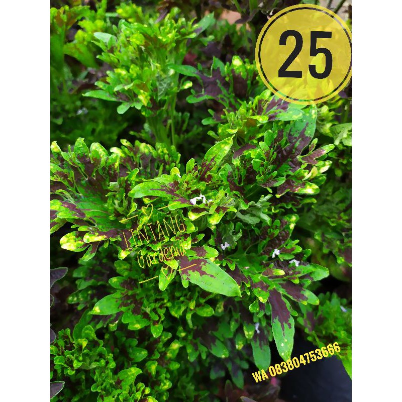 Miana Coleus id No 25