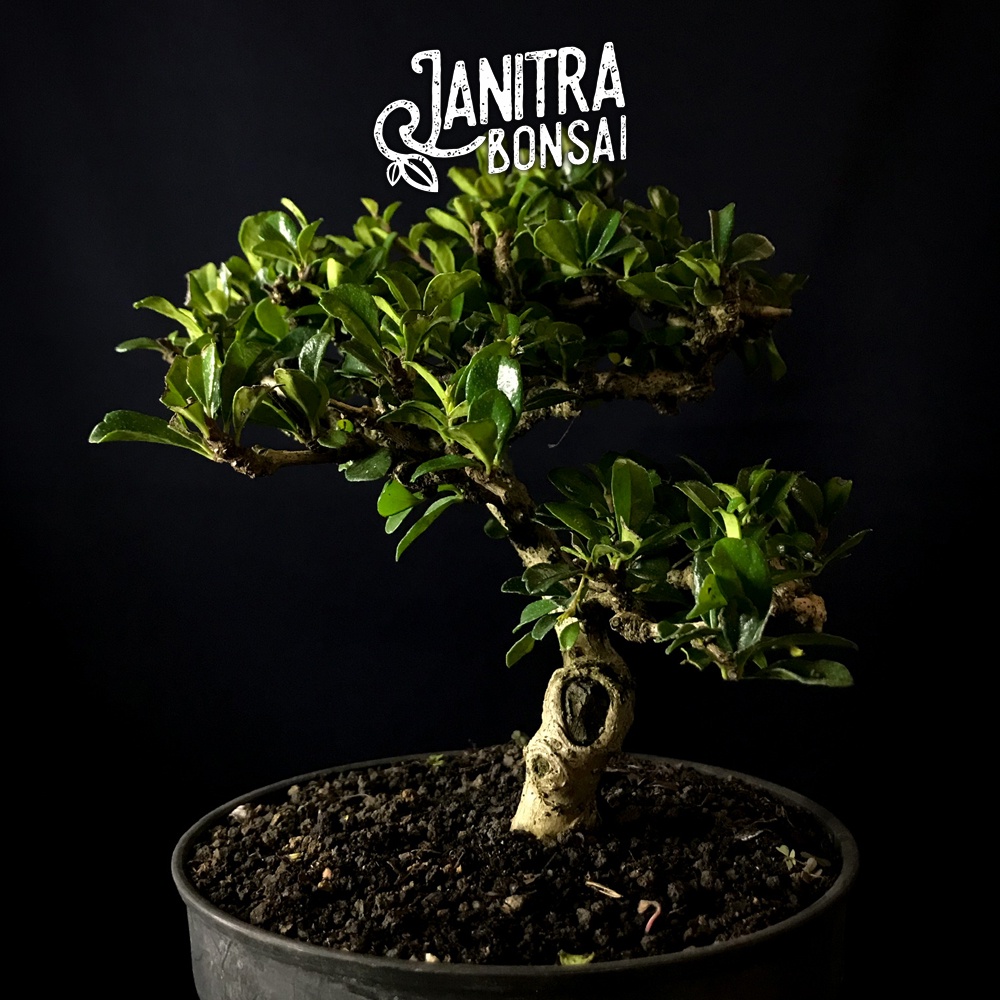 Bonsai hokianti hokiantea jadi siap pajang